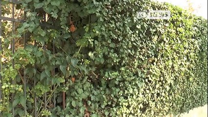 ORDINANZA E ALBERI PER COMBATTERE LO SMOG