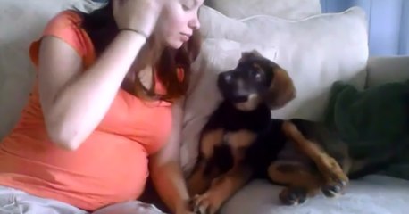 Sahibinin Hamile Olduğunu Öğrenen Köpek