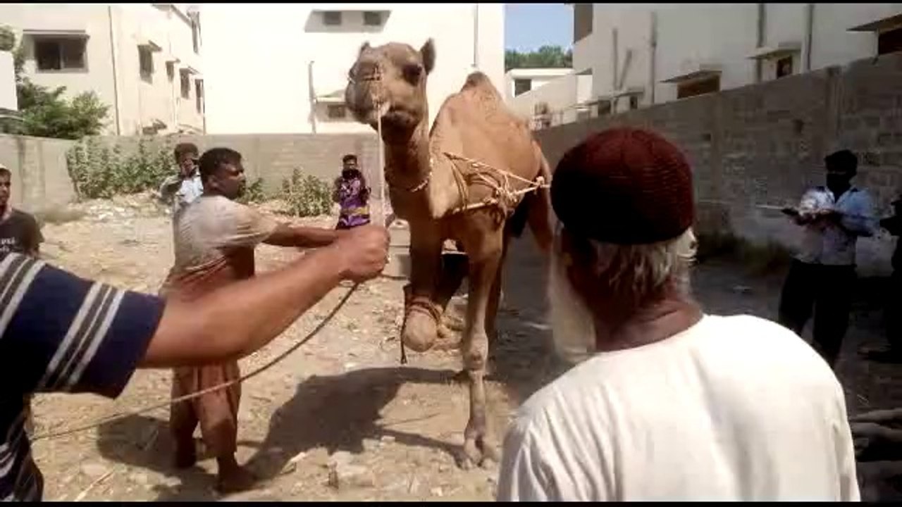Hamza ka oont Malir cantt :p