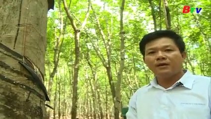 Quản lý vườn cao su khai thác trong giai đoạn hiện nay
