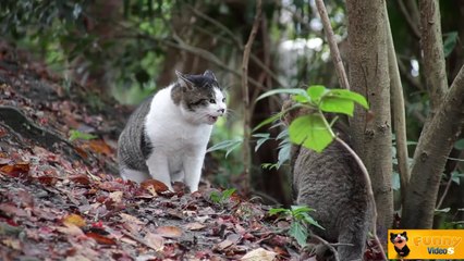 Cat Fight _ Cılgın cats _ 2014 _ 1080p _ HD