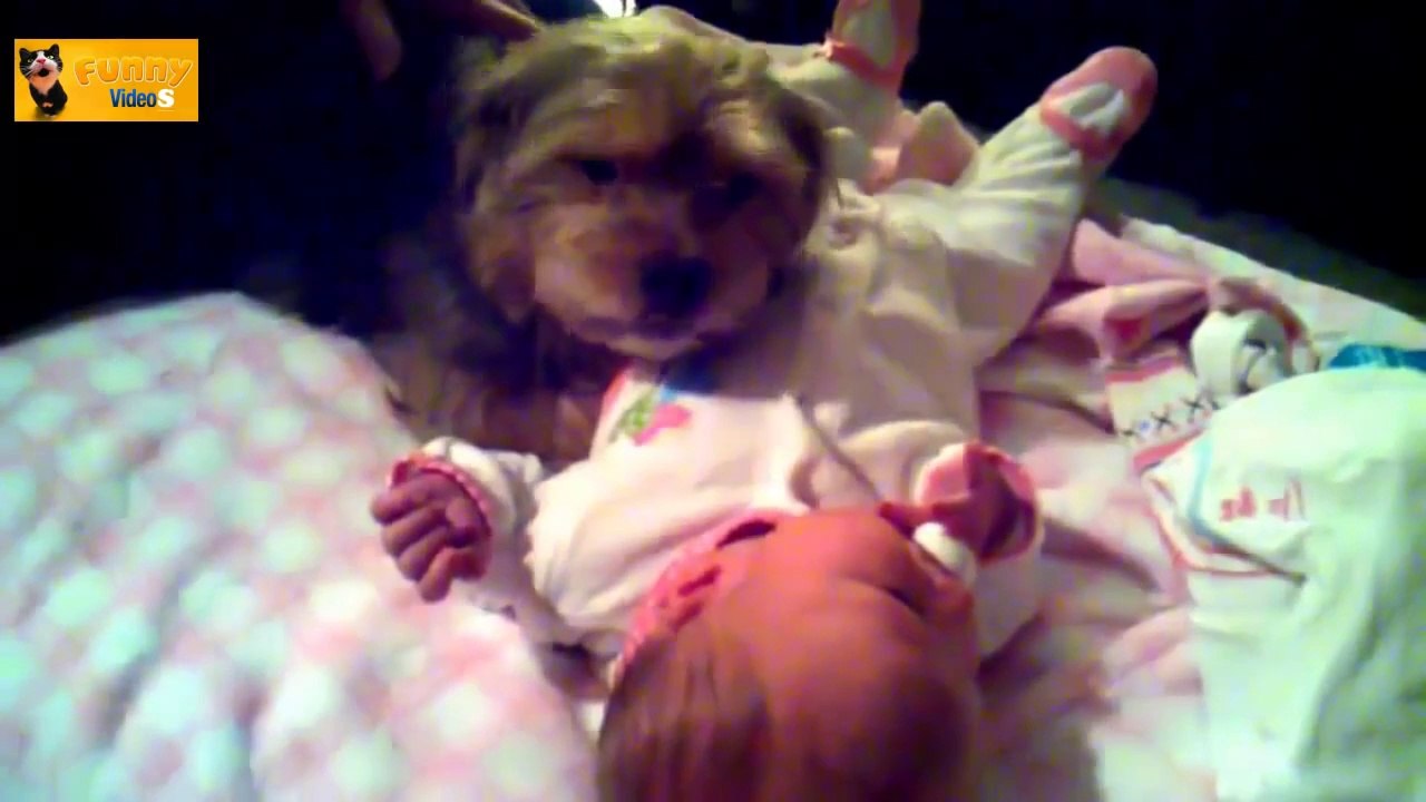 Funny Dogs Protecting Babies Compilation _720p _ 2014 _ HD