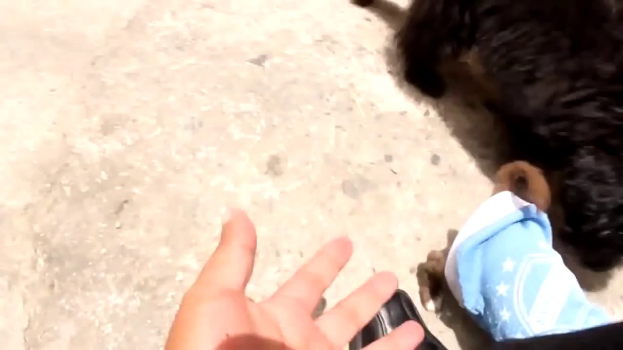 Funny Videos _ 2014