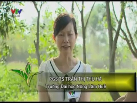 Sử dụng chế phẩm Trichoderma Pseudomonas phòng bệnh héo rũ hại lạc