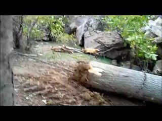 Massey Ferguson Traktörlerin zorlu arazi koşullarında tomruk çekme performansı