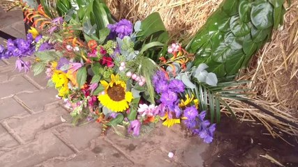 Beelden: Oudste melkkoe van Nederland staat in Tolbert - RTV Noord