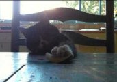 Roxy the Cat Loves Pringles