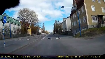 Quand les oiseaux chassent les chats !