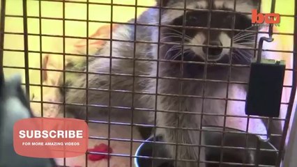 Un raton laveur qui s'est coincé la tête