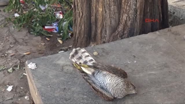 Tunceli Güneydoğu'da Gerginlik Sürüyor Ek Görüntü