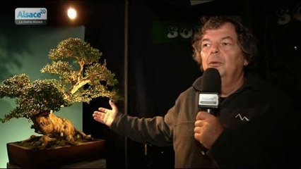 Mulhouse, capitale du Bonsaï