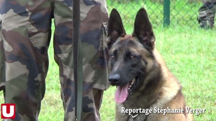 Suippes accueille le concours national du chien militaire