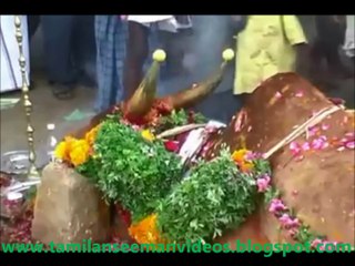 Does Seeman speak the reality of Jallikattu 20140719 & 20101005