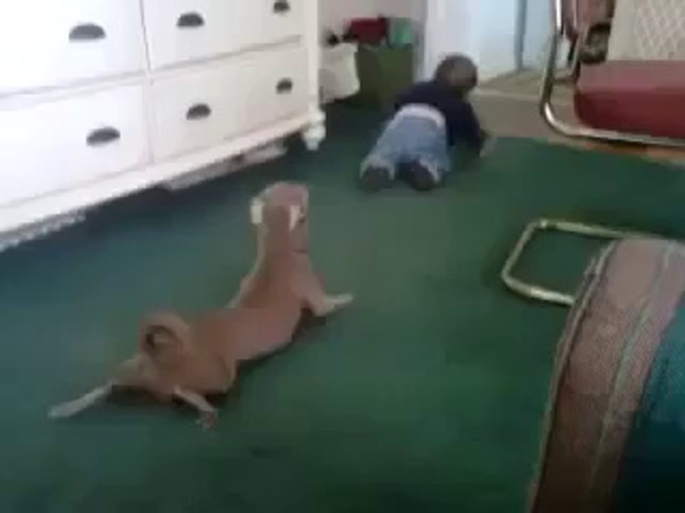 Funny Dog with Funny Baby