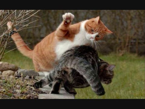 Kavga eden Kedi DjBurakUlus Hip Hop Remix 2013