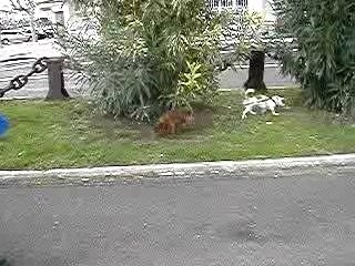 Promenade duo Jack -amiral