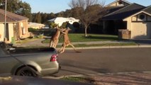 Kangaroos Face Off in Legendary Street Fight Caught on Video