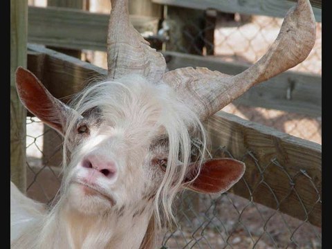 DjBurakUlus - Keci Kuzu ve Koyun Sarki Soyluyor Bongo Remix 2013