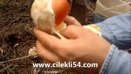 2014 Sakarya Çilekli Köyü duvaklica mantari