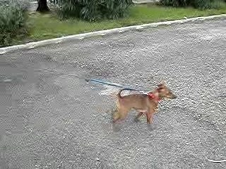 Amiral et jack promenade