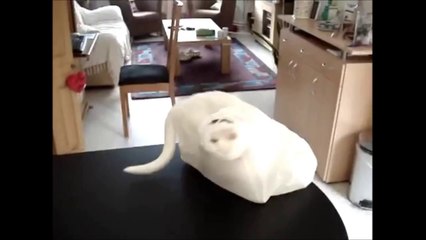 CATS IN SLOW MOTION.