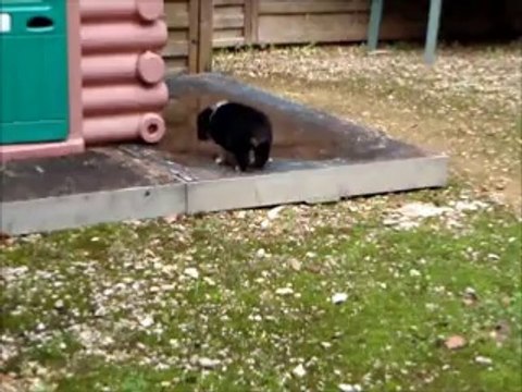 chiot femelle berger australien noire tricolore petite liste, collier jaune, élevage de la Forge Rebelle