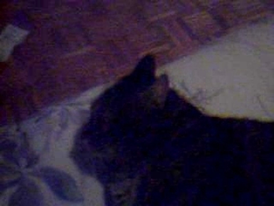 Marie - Mon chat