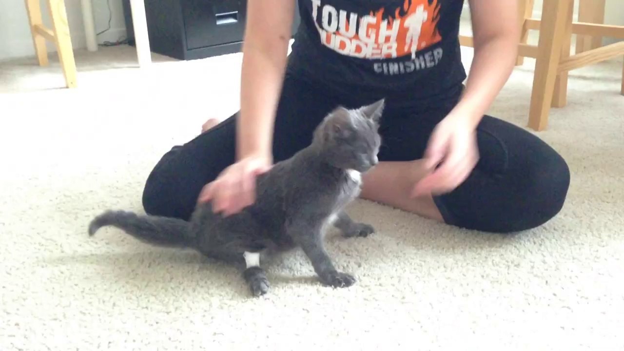 Swimmers Syndrome Kitten How To Make Tape Leg Support video Dailymotion