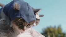 Viral Video Recap: Assassin Kittens and Unboxing an iPhone