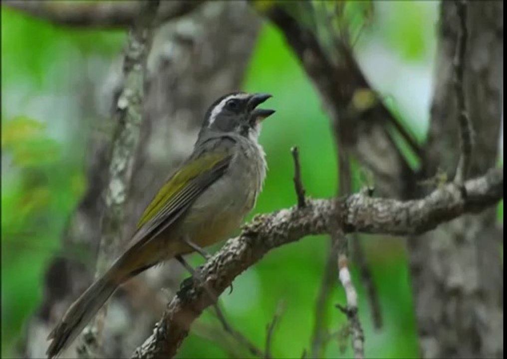 Baixar Canto Trinca Ferro Grego Mole