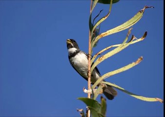 Baixar Canto de Coleiro Tui Tui Fibra