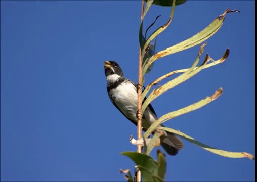 Baixar Canto de Coleiro Tui Tui Puro