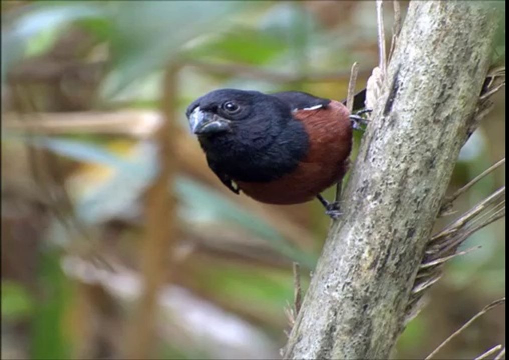 Baixar Canto do Curió Timbira