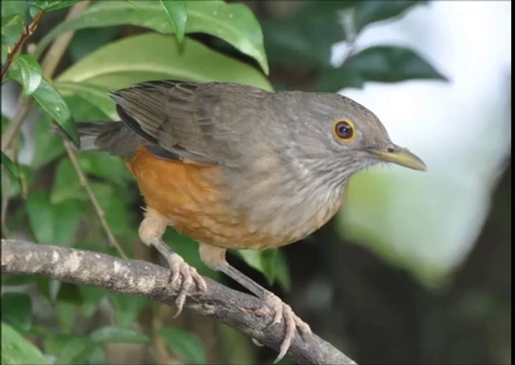 Baixar Cantos Do Sabiá Laranjeira Aguirre