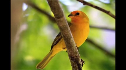 Canario Da Terra
