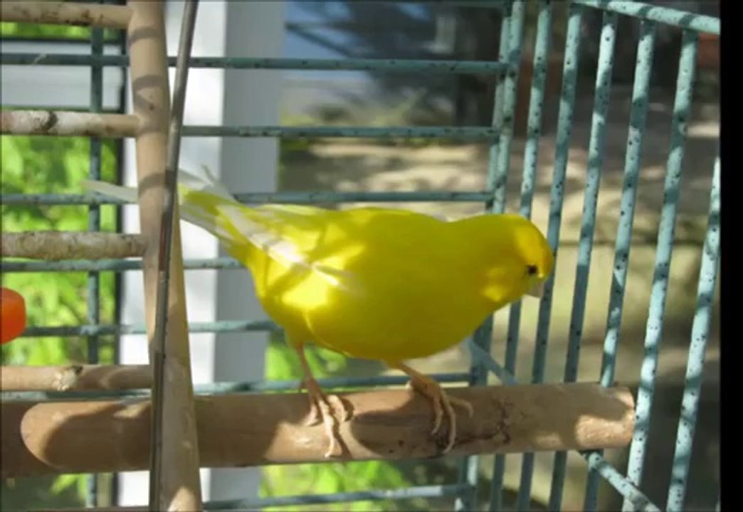 Canario Roller