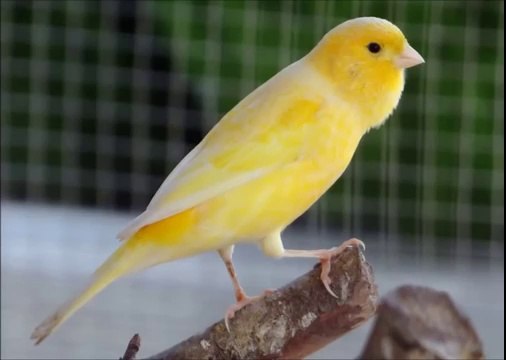 Canto Canario Belga Campainha