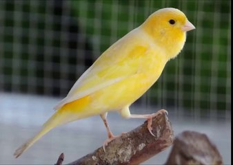 Canto Canario Do Reino