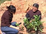 Mô hình cộng đồng quản lý rừng hiệu quả tại Tiên Yên - Quảng Ninh