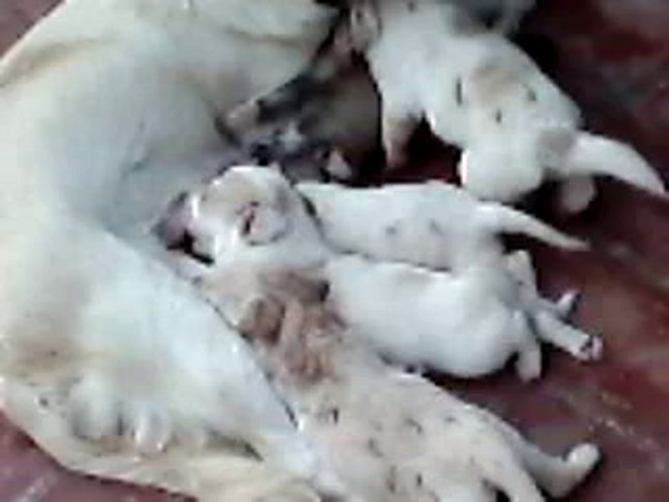 Rani aur us k Bachy