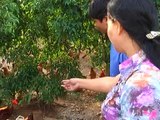 Kỹ thuật chăn nuôi gà thịt lông màu thả vườn 2