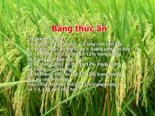 Kỹ thuật chăn nuôi trâu phần 2