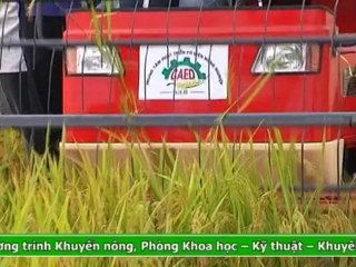 Kỹ thuật phòng bệnh cho cá chim trắng