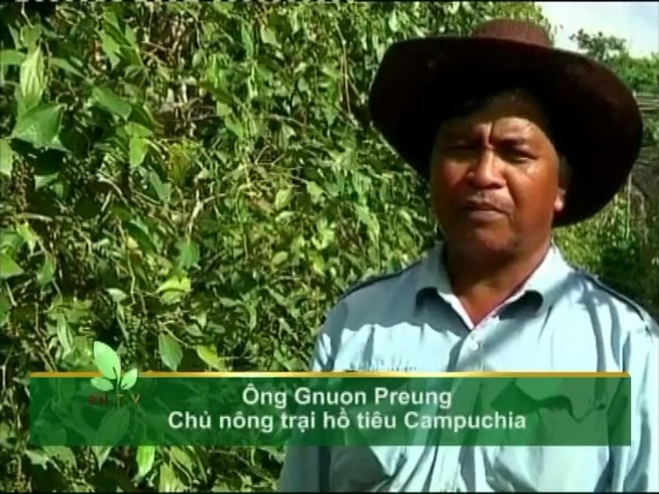 Phương pháp trị bệnh trên cá rô phi ở giai đoạn cá hương và cá giống