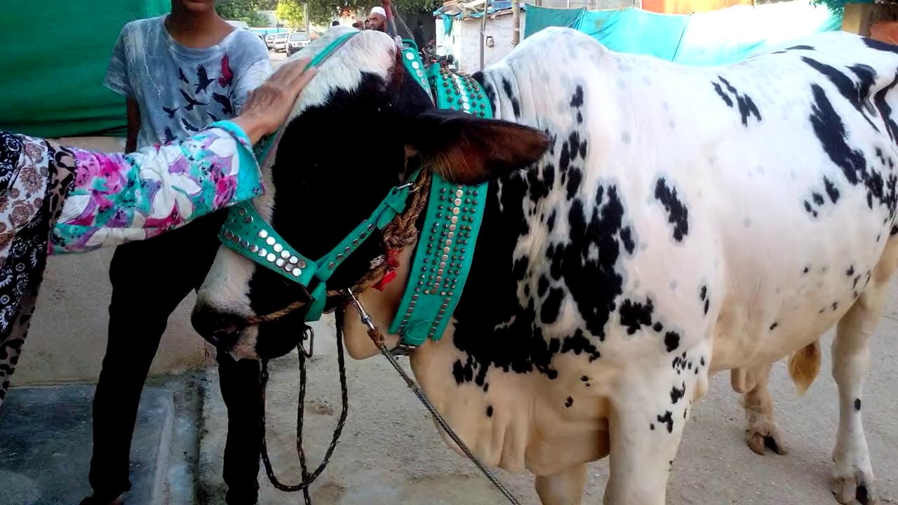 Qurbani 2014 vol 2