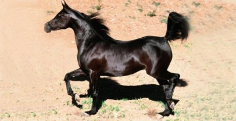 TİGEM, Tay Başına 55 Bin Lira Kazandı