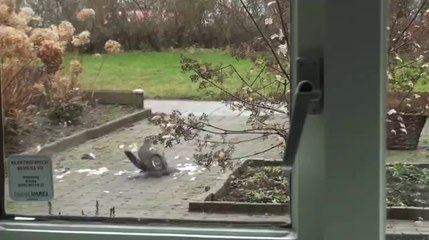 Atmaca Güvercini Böyle Yakalıyor