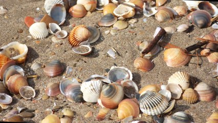 ENTRE MER & ETANG - SERIGNAN PLAGE