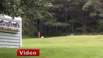 Geyikle Köpeğin Sevimli Oyunu