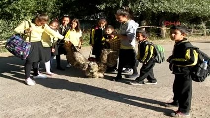 Sivas Baykuşu Elektrik Çarptı